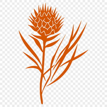 A realistic illustration of a wild flower in bloom, suitable for digital use.