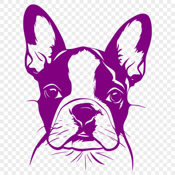 A close-up illustration of a Boston Terrier's head, featuring a distinctive short muzzle and erect ears.