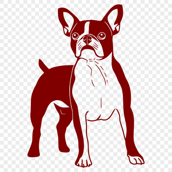 A digital illustration of a standing Boston Terrier dog in full body view.