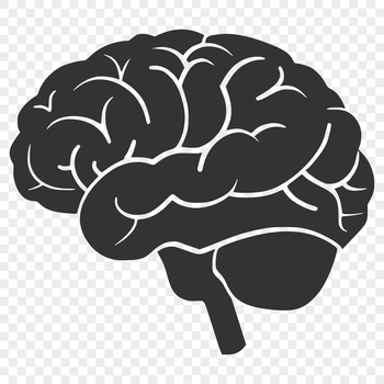 Detailed illustration of the human brain highlighting its main structures and lobes.