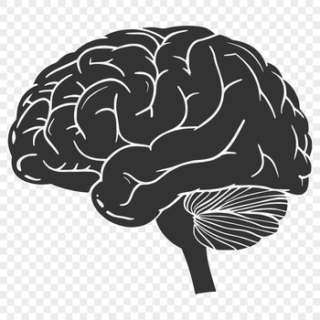 Detailed diagram of the brain's structure and function, designed in scalable vector format (SVG).