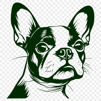 A detailed illustration of a Boston Terrier's head, suitable for digital cutting machines or vector graphics.