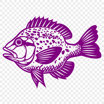 A detailed illustration of a Crappie fish in full body form.
