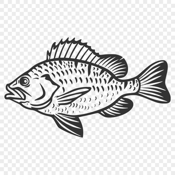 An SVG vector art design of a crappie fish from head to tail.