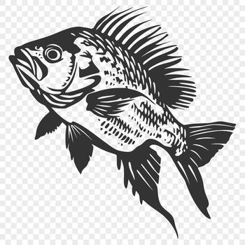 A vector graphic representation of a crappie from head to tail, suitable for digital design and cutting projects.