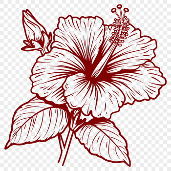 Close-up image of a hibiscus plant with large, showy flowers and leaves.
