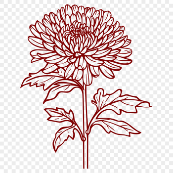 Illustrated chrysanthemum flower in vector format, suitable for gardening and floral designs.