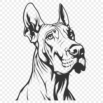 Stunning Great Dane - Procreate DXF