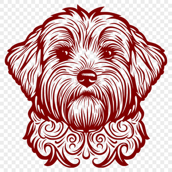 A small white dog with long fur, specifically a Havanese breed.