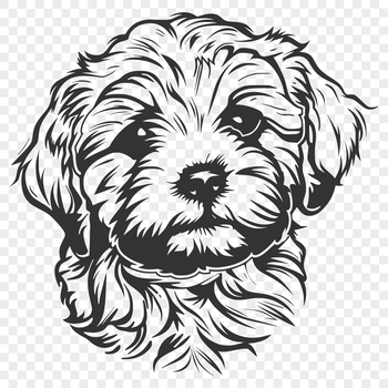 A breed-specific illustration of a Havanese dog's head.