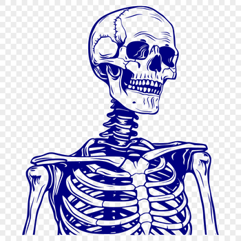 A detailed illustration of a human skeleton with bony features.