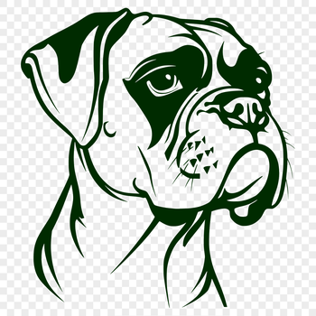 A detailed illustration of a male Boxer dog's head with a distinctive underbite and wrinkled forehead.