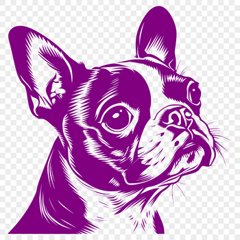 A detailed vector illustration of a Boston Terrier's head, suitable for various designs and applications.