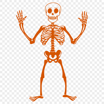 A full-body human skeleton standing upright, suitable for digital design projects.