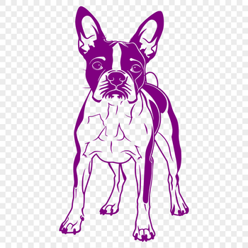 A full-body illustration of a standing Boston Terrier dog breed.