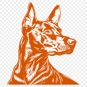 A detailed illustration of a Doberman Pinscher's head with distinct features.