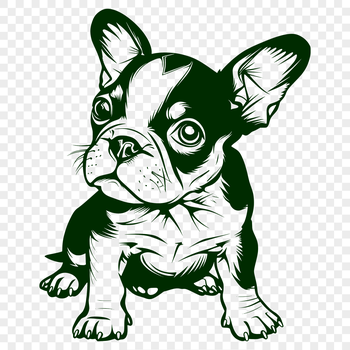 A full-body illustration of a sitting Boston Terrier dog, suitable for vector art and clipart designs.
