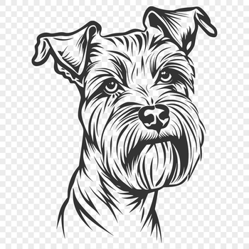 Close-up illustration of a miniature schnauzer's head, suitable for vector art designs.