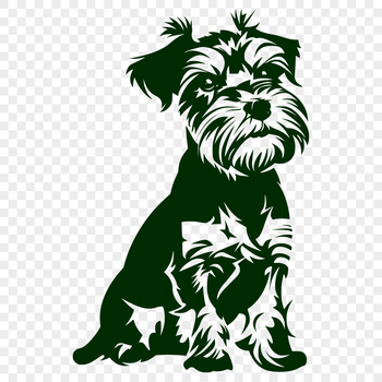A small breed dog sitting on its haunches, identified as a miniature schnauzer.