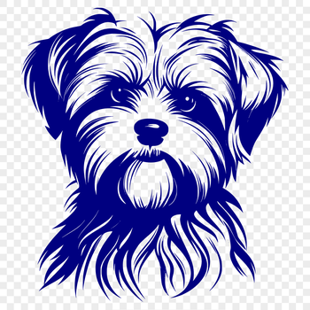 A cute, small dog breed known as the Morkie sits on its head with its tongue out.