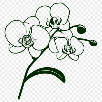 A high-quality illustration of a delicate orchid flower with intricate details.