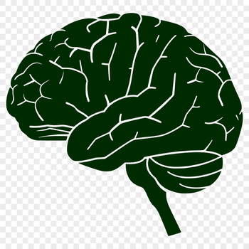 A detailed illustration of the human brain's anatomy, created as a vector graphic.