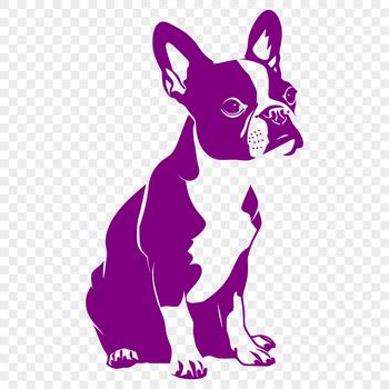 A full-body illustration of a sitting Boston Terrier dog breed, suitable for vector design projects.