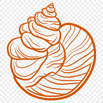 A detailed illustration of a seashell with intricate patterns and textures.