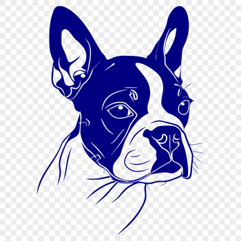 A close-up illustration of a friendly Boston Terrier's head, suitable for vector graphics or clip art designs.