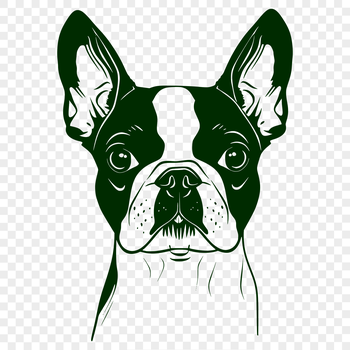 Image of a Boston Terrier dog's head, ideal for clipping out in a vector design.