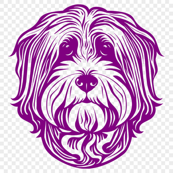 A small breed dog with long fur and large eyes.