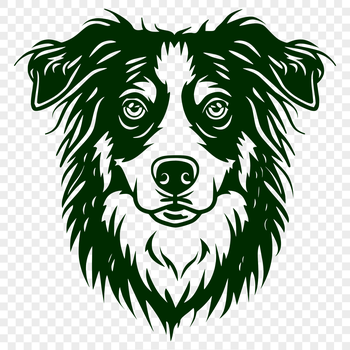 Portrait of a loyal Australian Shepherd with fluffy coat