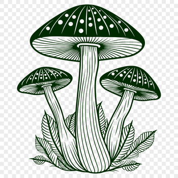 A detailed illustration of a mushroom in various stages of growth.