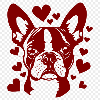 A cute Boston Terrier breed dog with heart symbols surrounding its head.