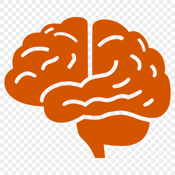A detailed 2D illustration of the human brain's internal structures.