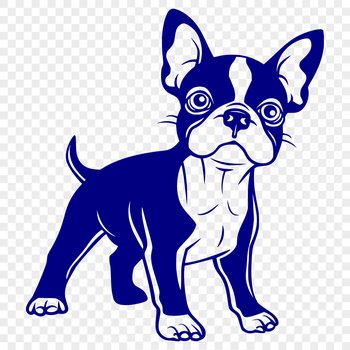 A full-body illustration of a cute Boston Terrier standing upright.