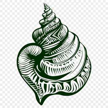 A realistic illustration of a seashell, suitable for vector art designs.