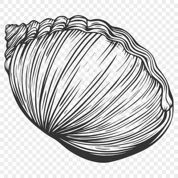 A digital seashell illustration suitable for vector design projects.
