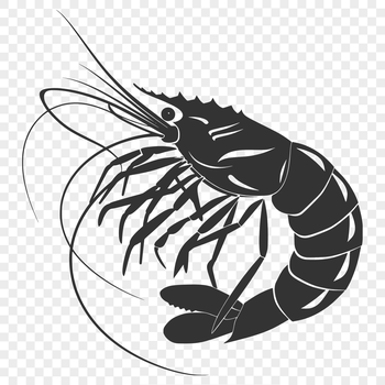 A detailed illustration of a shrimp's full body, featuring its shell, tail, and legs.