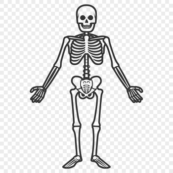 A full-body skeleton standing upright in a neutral pose, suitable for digital crafting and design projects.