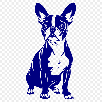 A sitting Boston Terrier dog breed in full-body view.