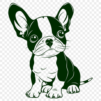 An SVG vector image featuring a detailed portrait of a Boston Terrier in a sitting position.
