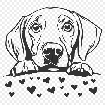 A playful weimaraner dog peeking from behind a heart.