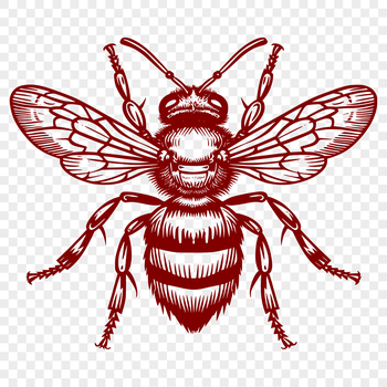 A detailed illustration of a bee from head to wings, suitable for vector graphics and digital design.