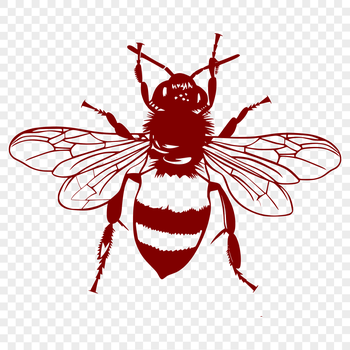 A detailed illustration of a honeybee in full body view, suitable for gardening and craft projects.