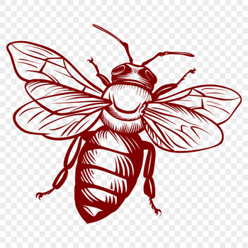 A detailed illustration of a full-body bee insect with intricate details, suitable for various graphic design applications.