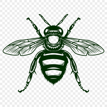 A detailed illustration of a full-body bee insect with intricate details.