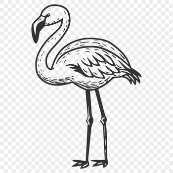 A full-body illustration of a bird with distinctive pink plumage and long legs.