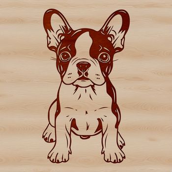 A friendly-looking standing dog breed with distinctive markings.