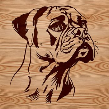 A detailed illustration of a Boxer's head with distinctive facial features.